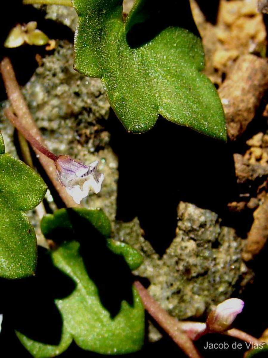 Cymbalaria muralis G.Gaertn., B.Mey. & Scherb.